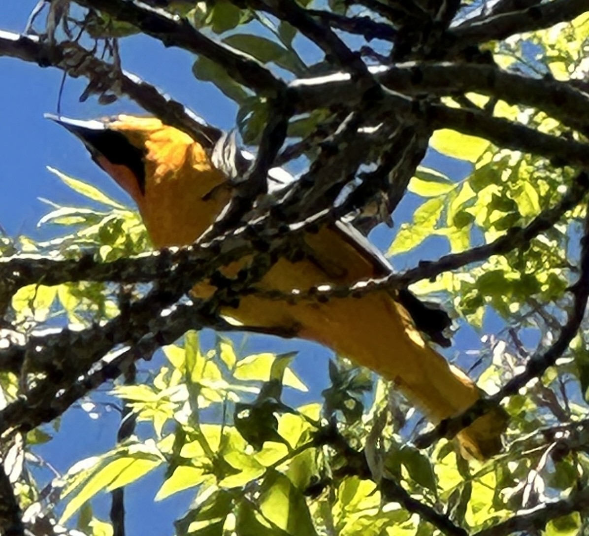 Bullock's Oriole - ML618848476