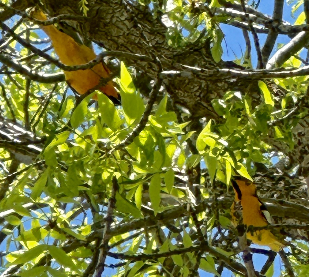 Bullock's Oriole - ML618848477