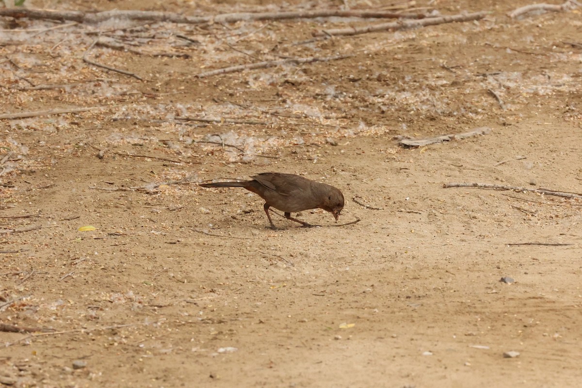 California Towhee - Millie and Peter Thomas