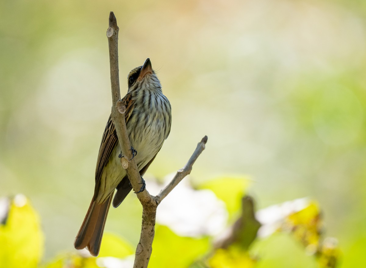 Streaked Flycatcher - Forest Botial-Jarvis