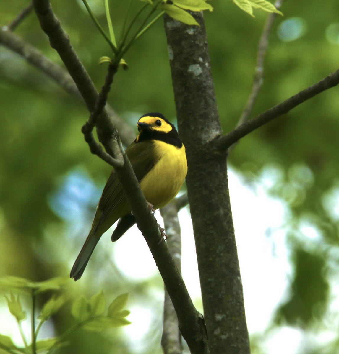 Hooded Warbler - Dominic LeRose