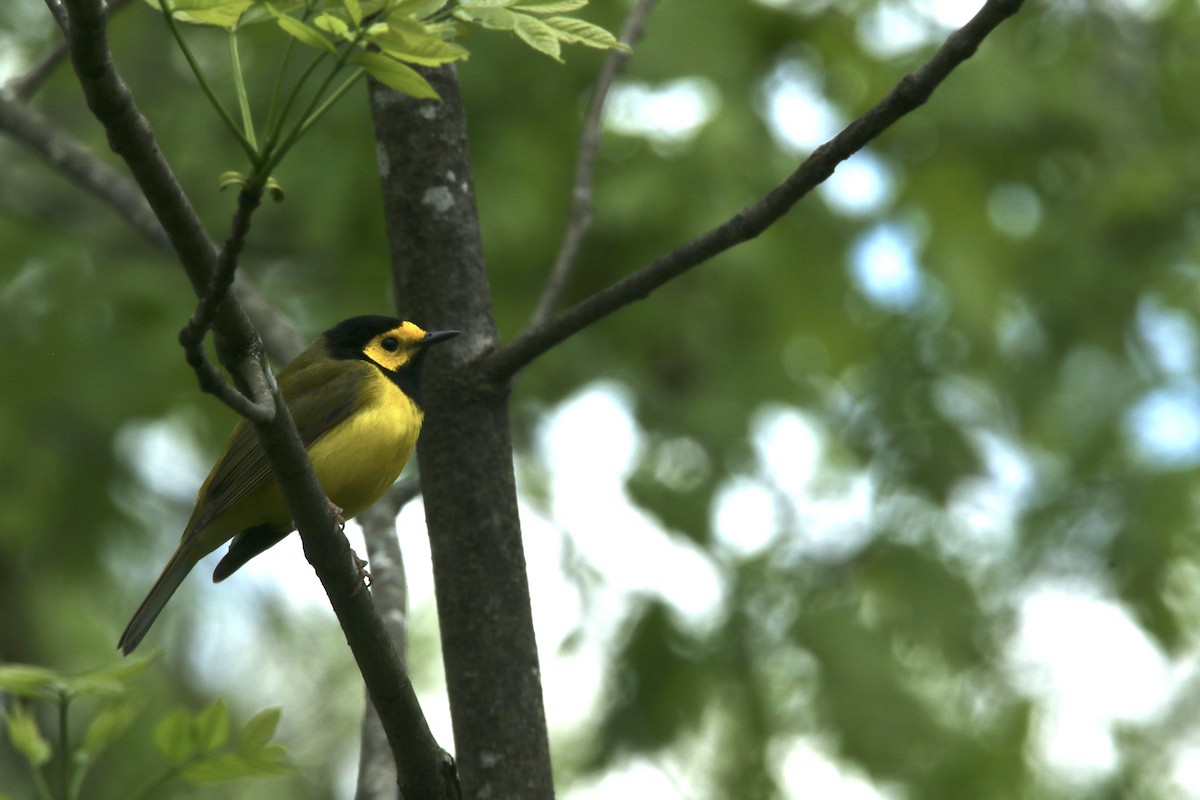 Hooded Warbler - Dominic LeRose