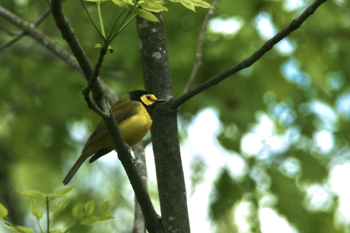 Hooded Warbler - Dominic LeRose