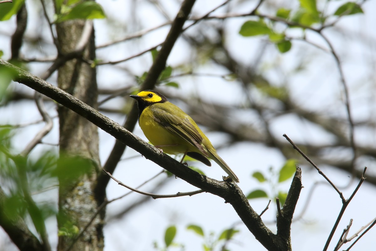 Hooded Warbler - Dominic LeRose