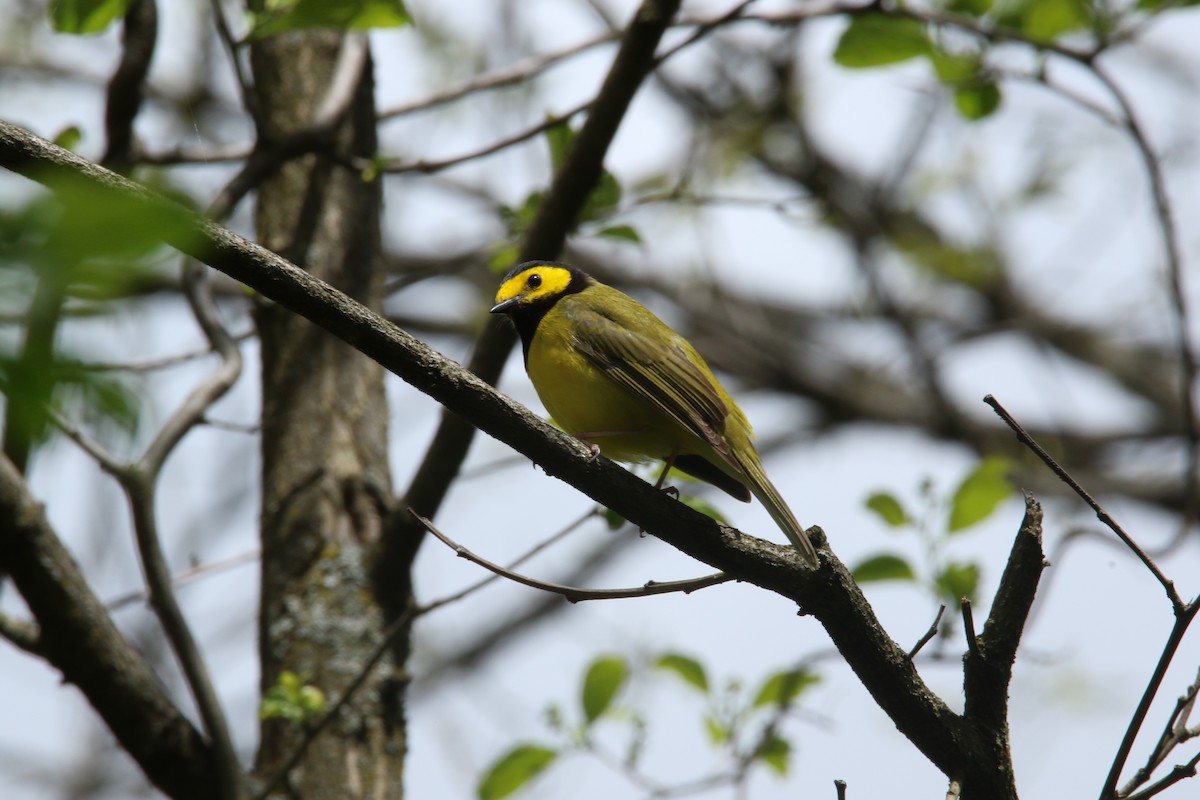 Hooded Warbler - Dominic LeRose