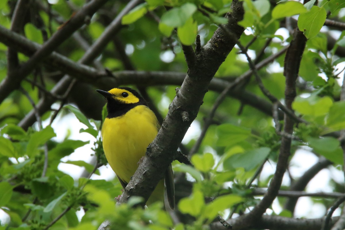 Hooded Warbler - Dominic LeRose