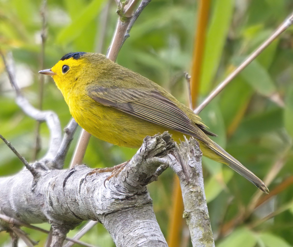 Wilson's Warbler - DAB DAB