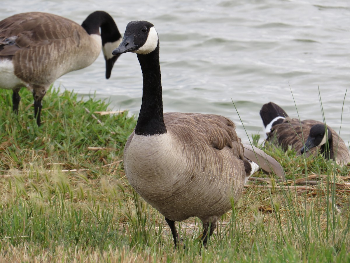 Canada Goose - ML61884851