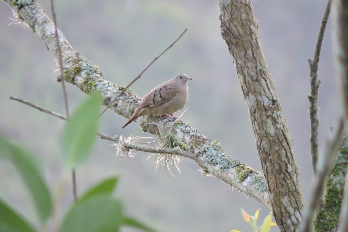 Ruddy Ground Dove - ubaque club