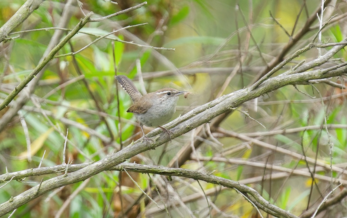 Bewick's Wren - Jane Mygatt