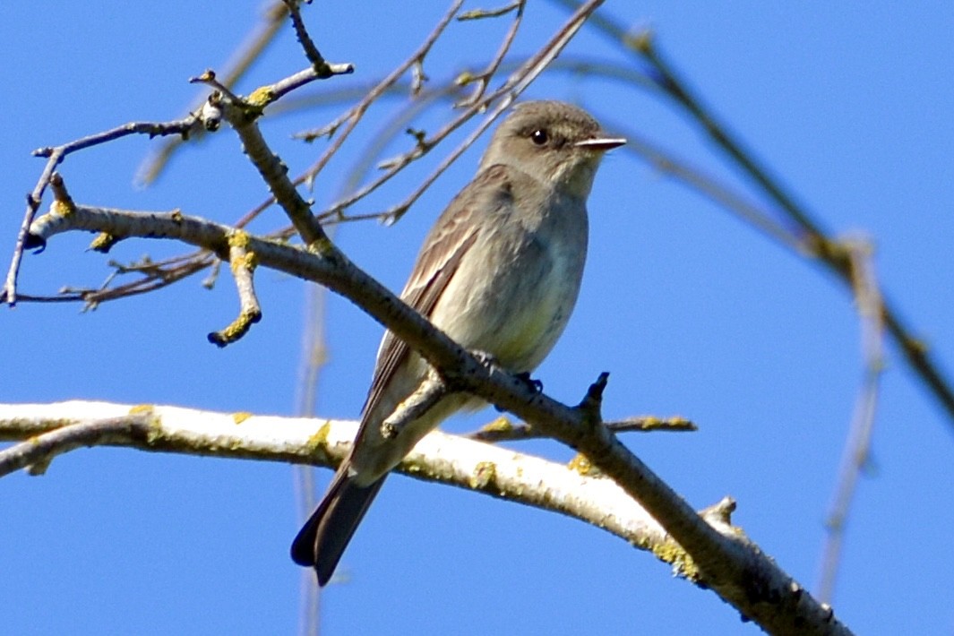 Western Wood-Pewee - lise owens