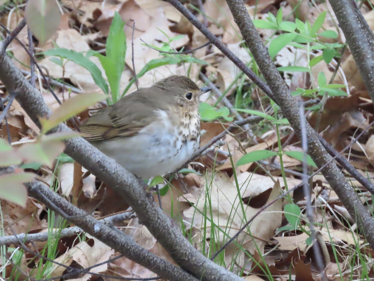 Swainson's Thrush - Marjorie Watson