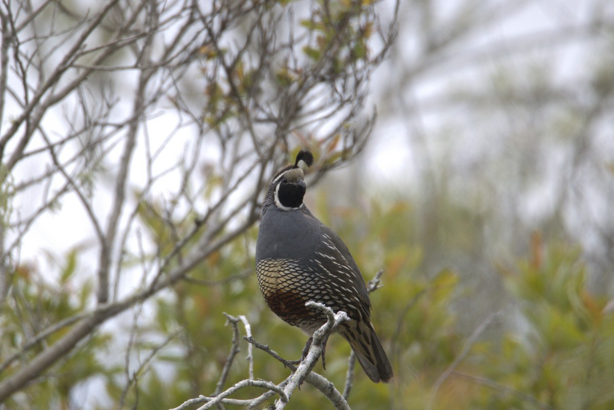 California Quail - Owen Daulton