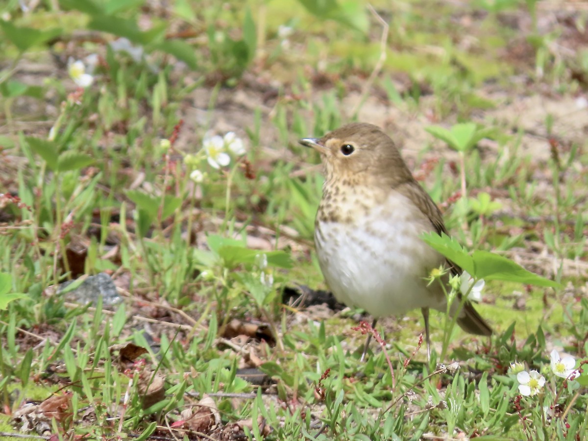 Swainson's Thrush - Marjorie Watson