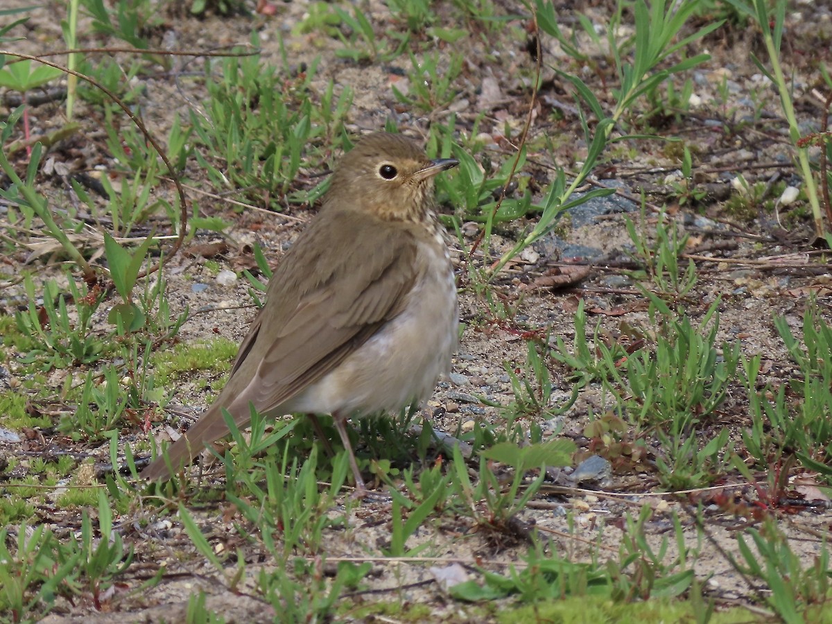 Swainson's Thrush - Marjorie Watson