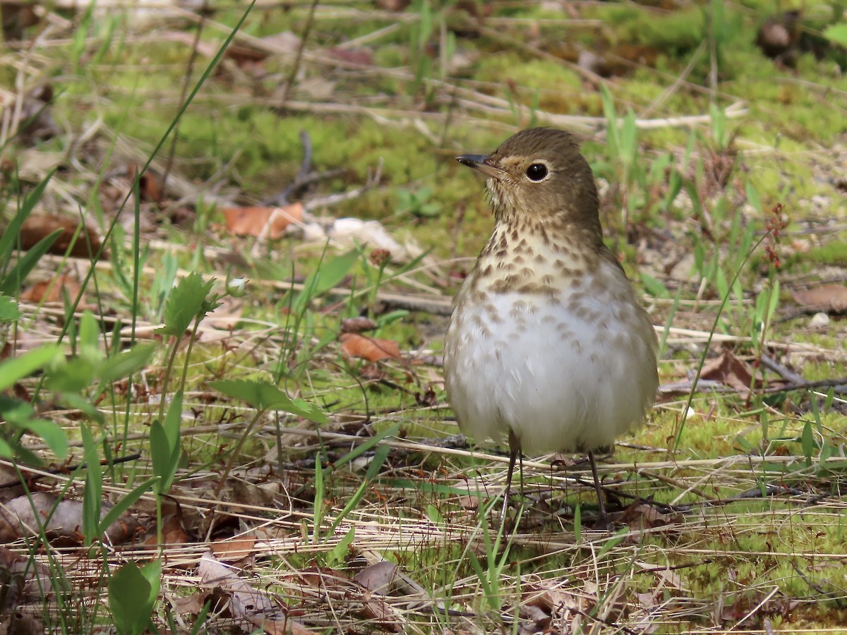 Swainson's Thrush - Marjorie Watson