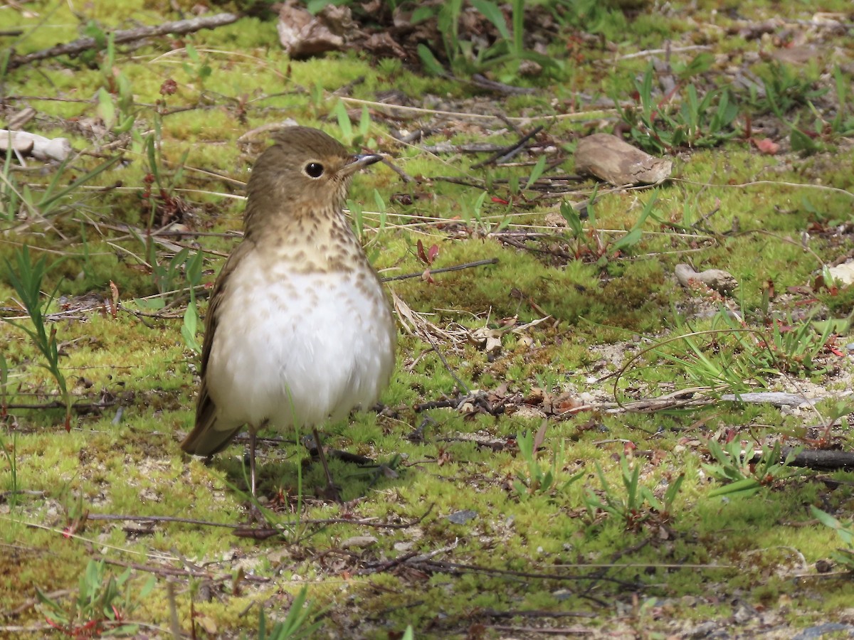 Swainson's Thrush - Marjorie Watson