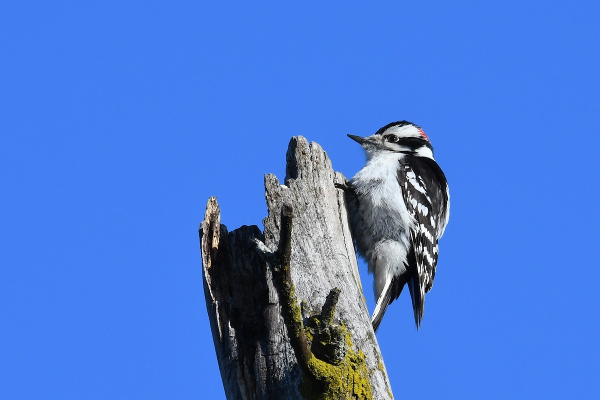 Downy Woodpecker - RÉAL RIOUX