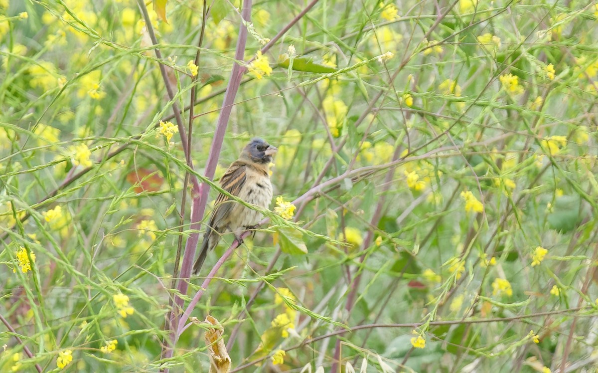 Blue Grosbeak - Jane Mygatt