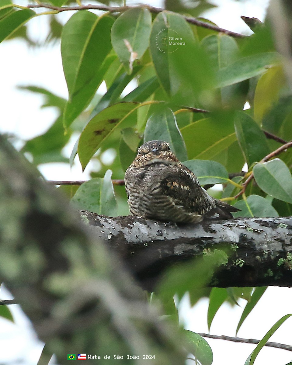 Lesser Nighthawk - Gilvan Moreira