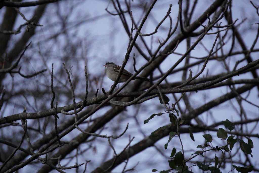 Dark-eyed Junco (Slate-colored) - Nata Culhane