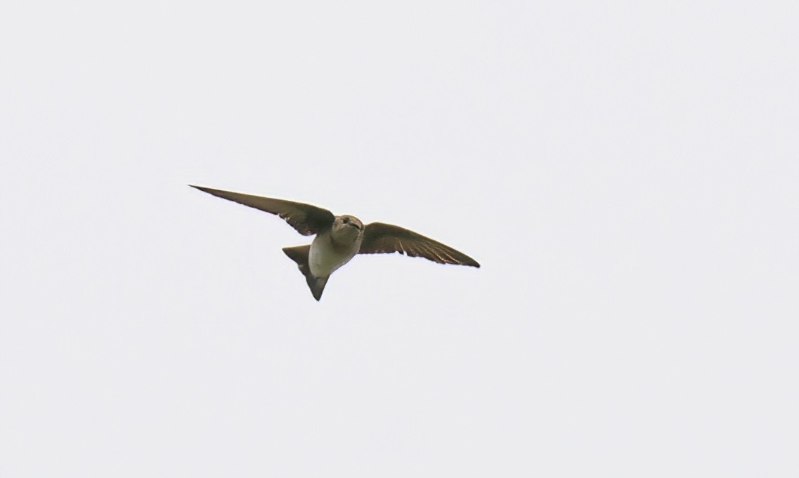 Northern Rough-winged Swallow - Jane Mygatt
