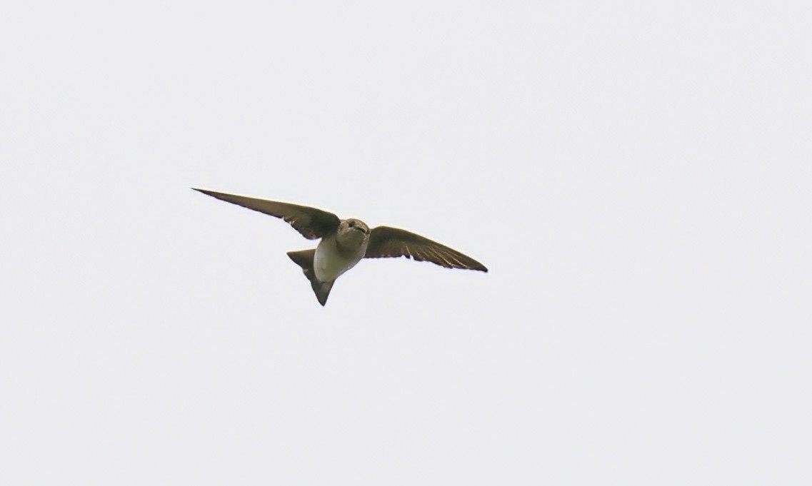 Golondrina Aserrada - ML618848567