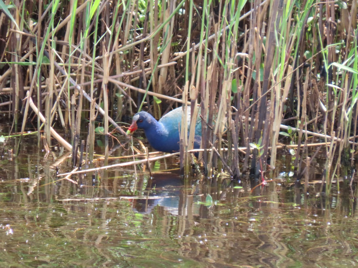 Purple Gallinule - Doug Graham