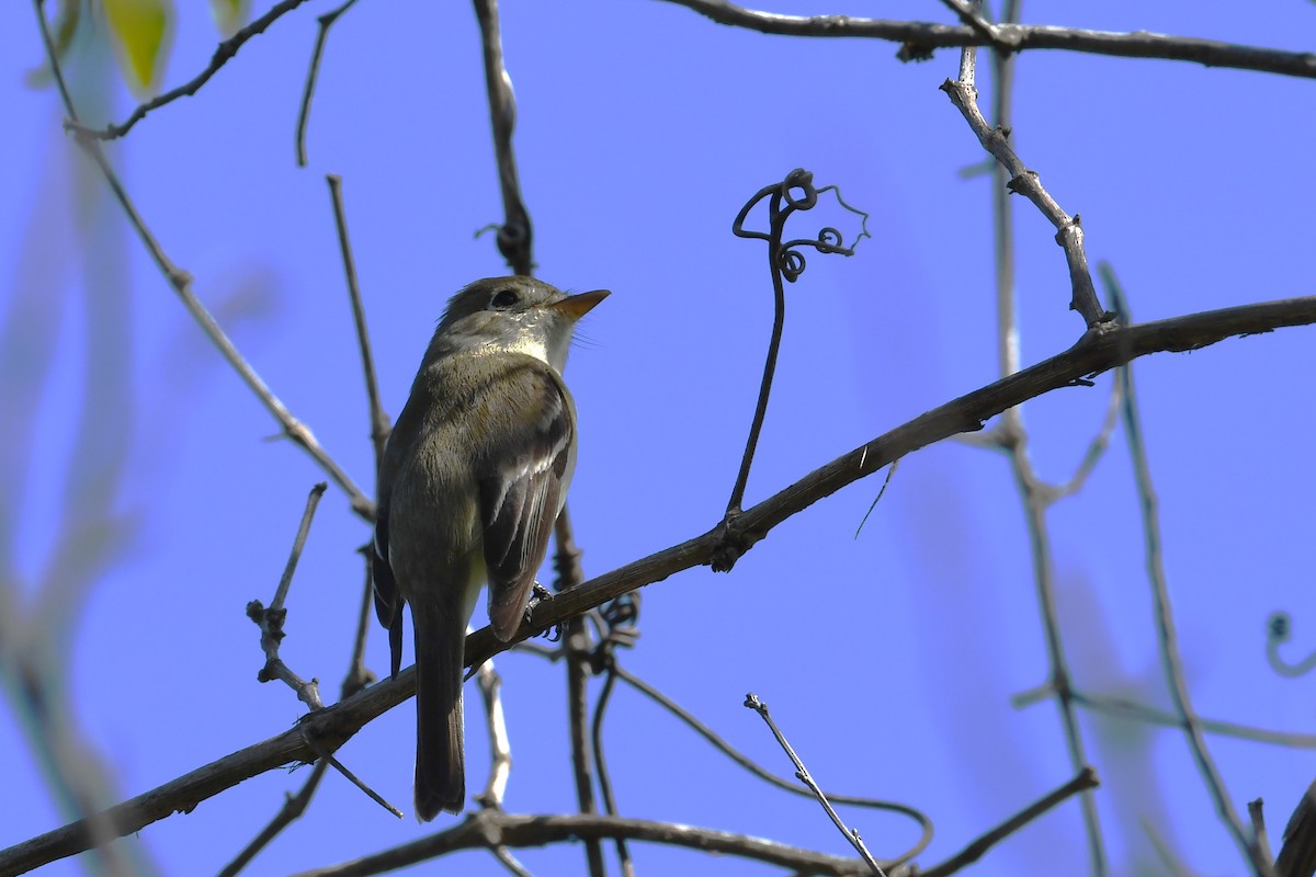 Least Flycatcher - RÉAL RIOUX