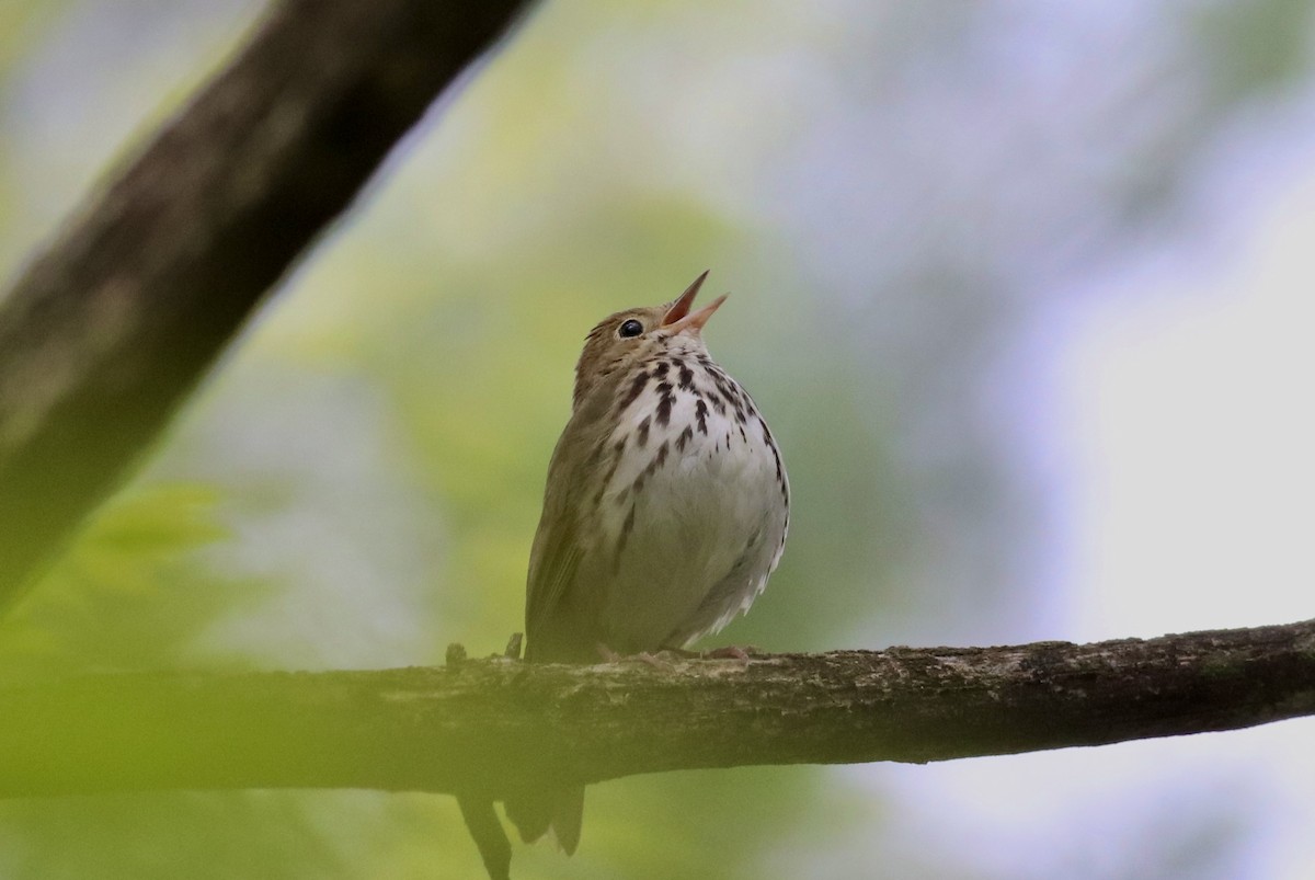 Ovenbird - ML618848574