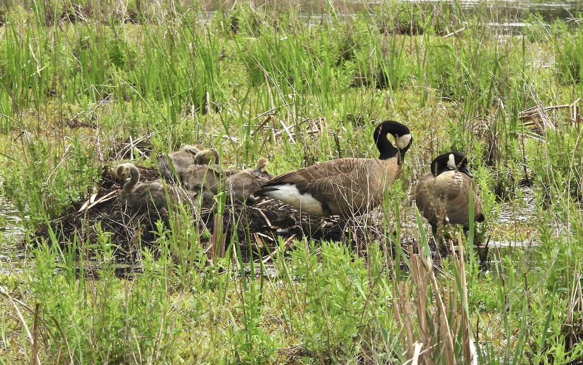 Canada Goose - ML618848579