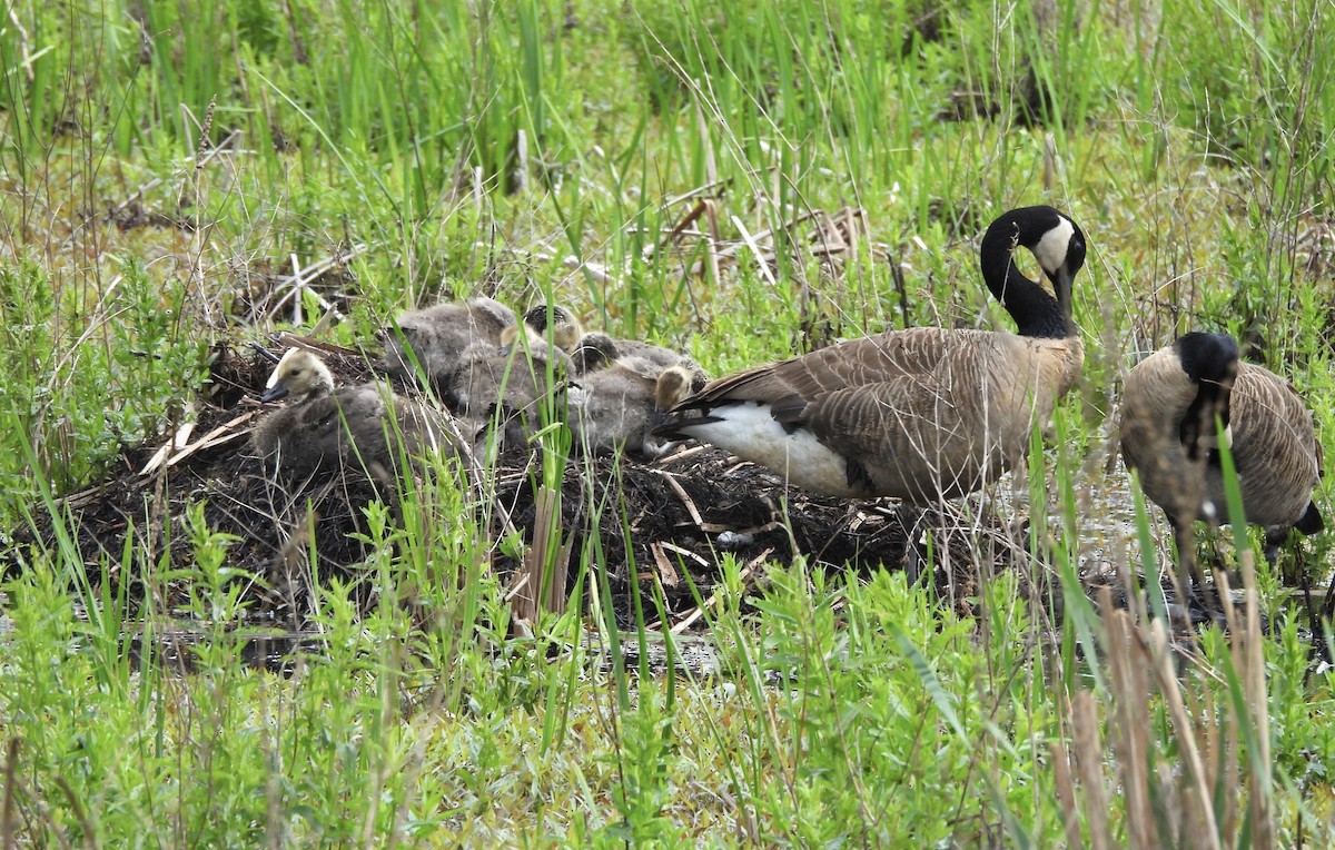 Canada Goose - ML618848580