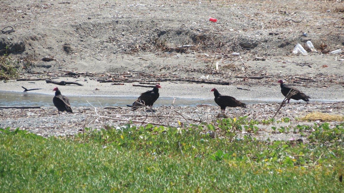 Turkey Vulture - ML618848581