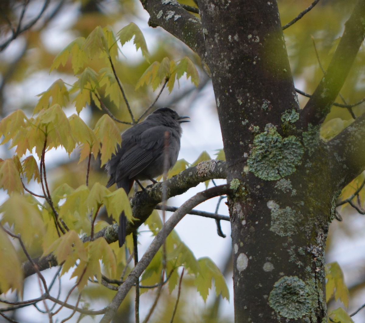 Gray Catbird - ML618848584