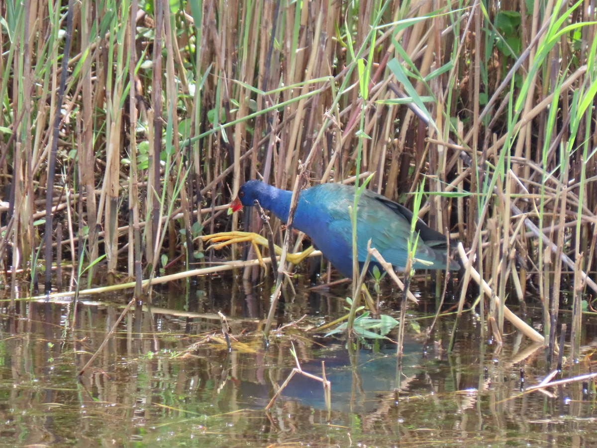 Purple Gallinule - Doug Graham