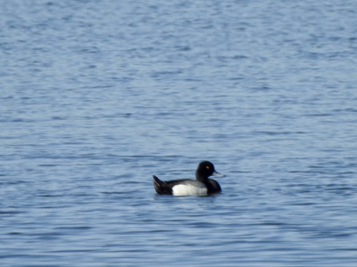 Lesser Scaup - Anita Hooker