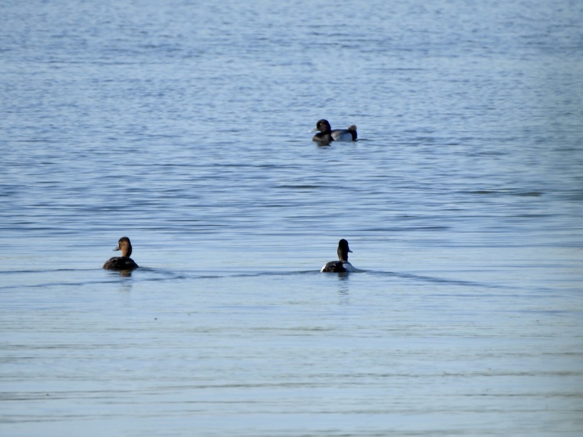 Lesser Scaup - Anita Hooker