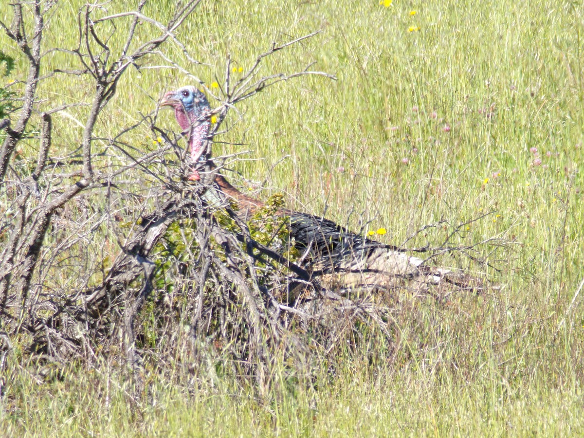 Wild Turkey - Ross Rabkin