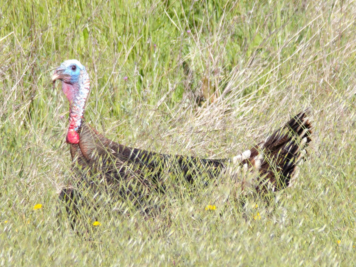 Wild Turkey - ML618848595