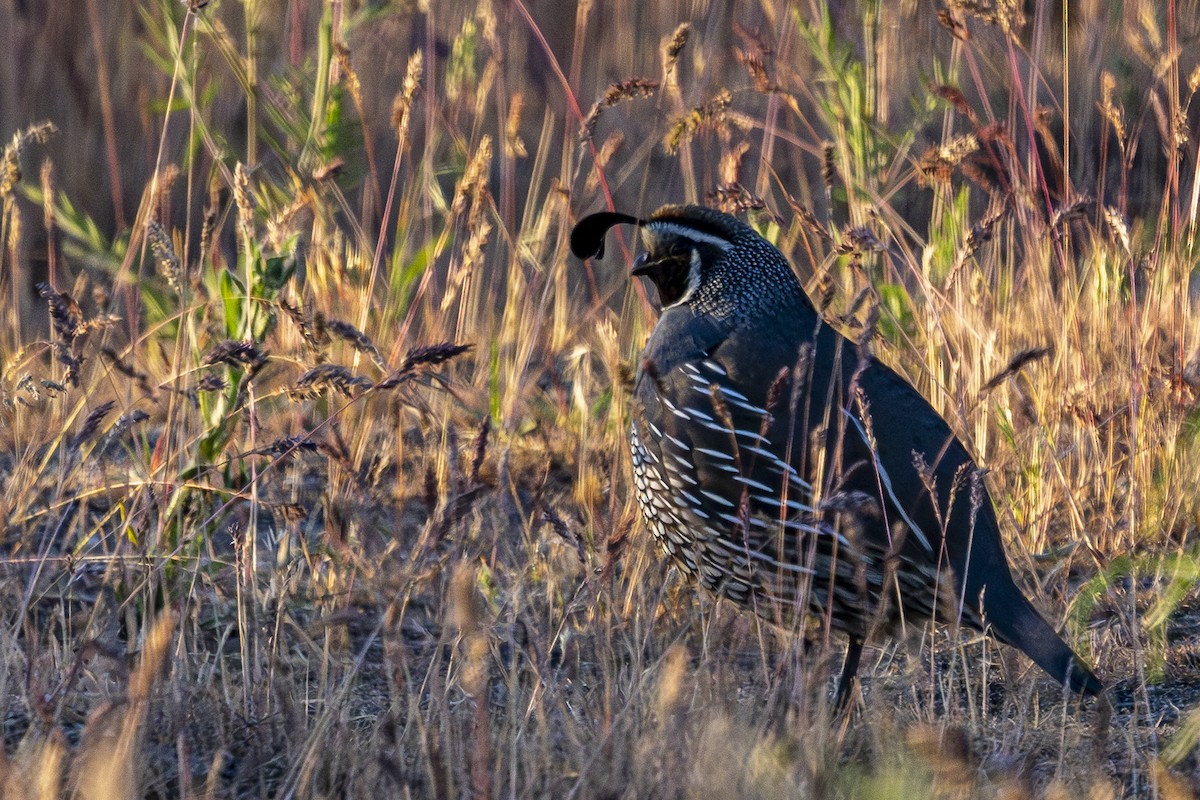 California Quail - Jef Blake