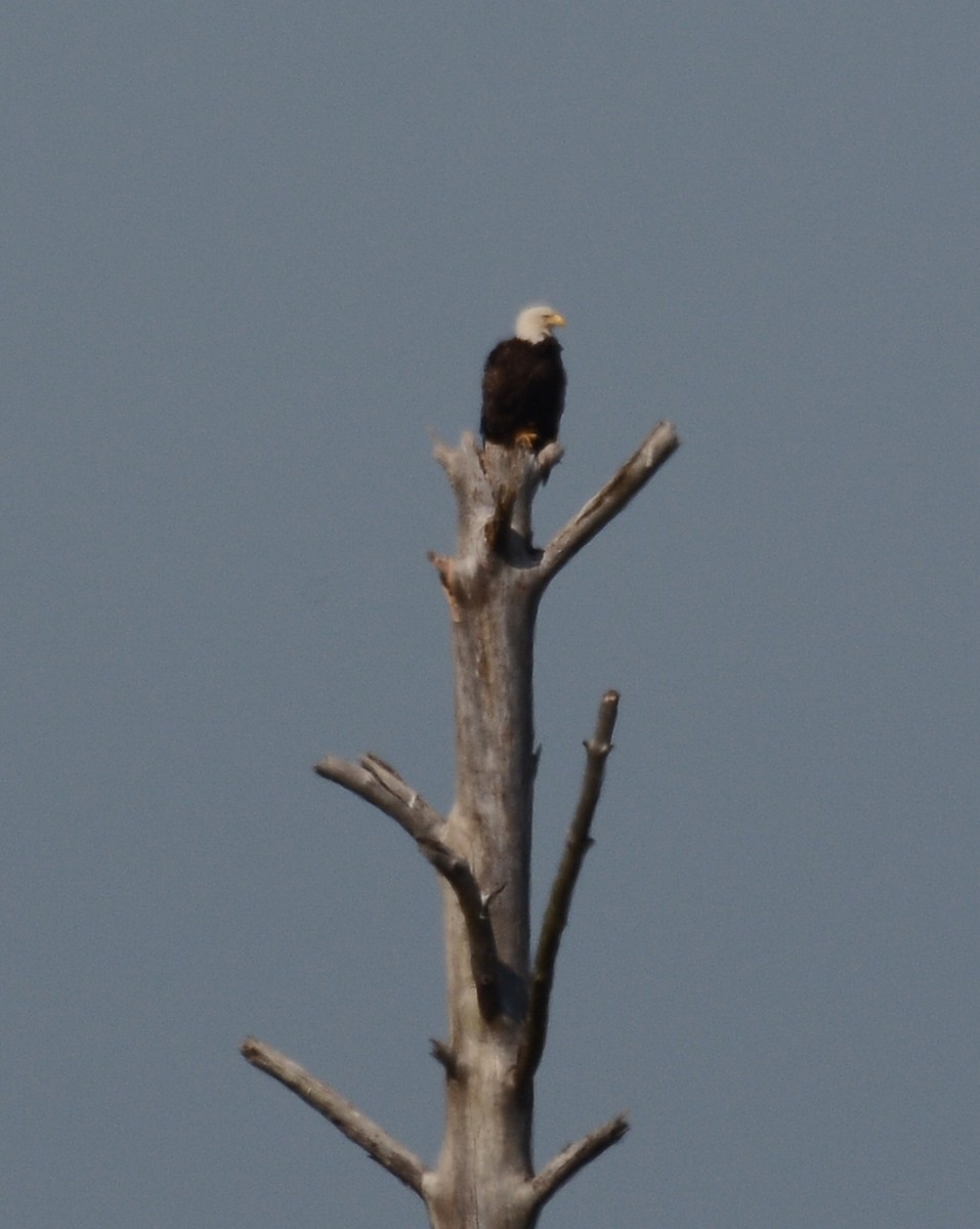 Bald Eagle - Anonymous