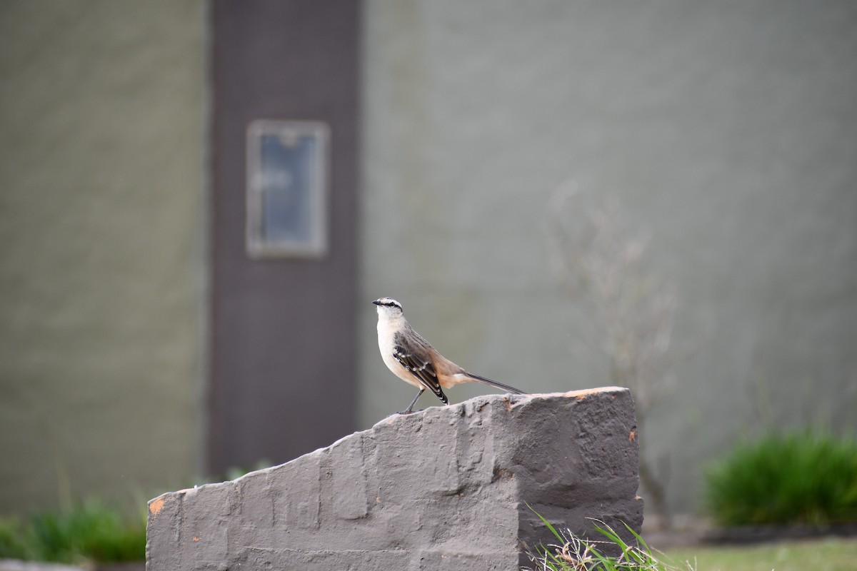 Chalk-browed Mockingbird - ML618848611