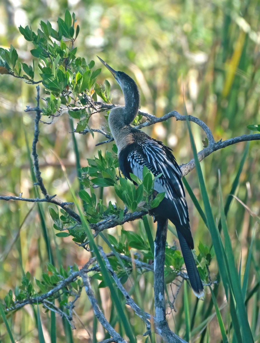 Anhinga - Ingrid Siegert