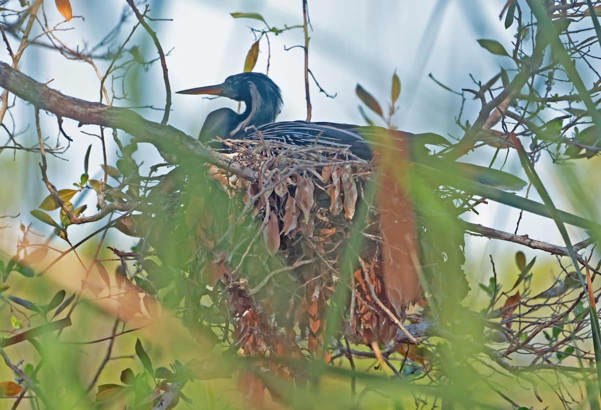 Amerika-Schlangenhalsvogel - ML618848614