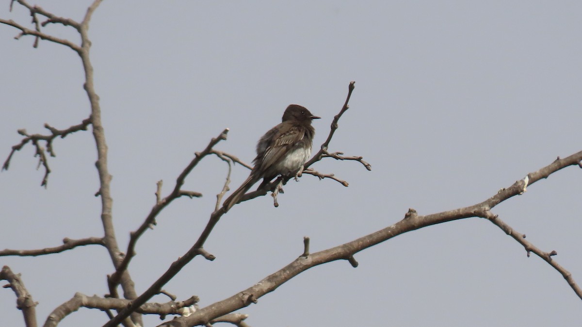 Black Phoebe - Brian Nothhelfer