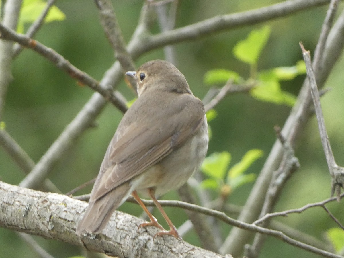 Swainson's Thrush - Paul Mackenzie