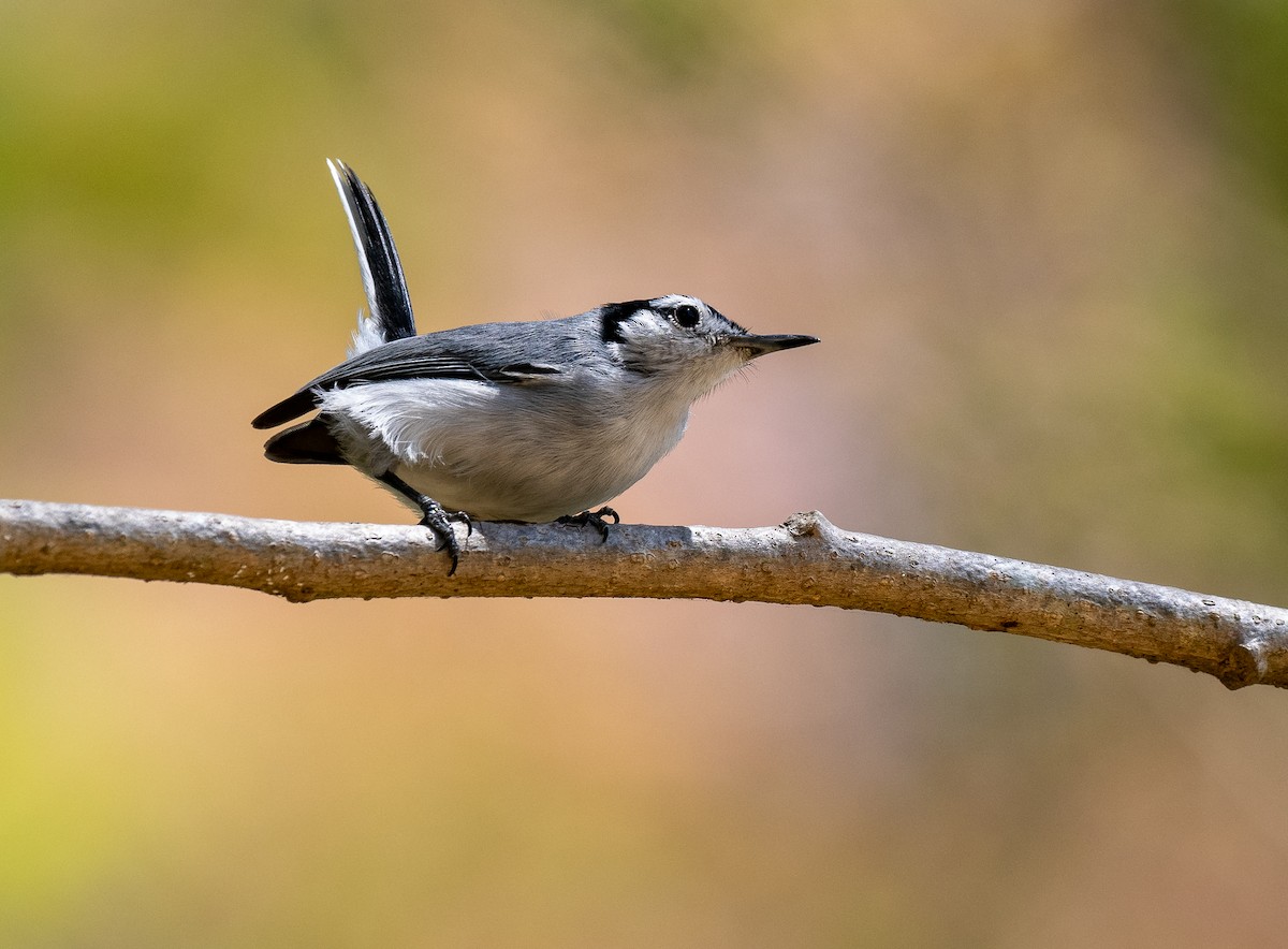 White-browed Gnatcatcher - ML618848619