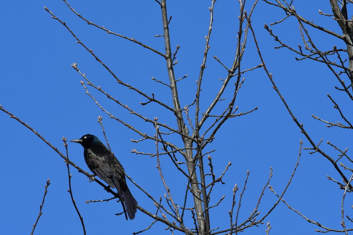 Common Grackle - RÉAL RIOUX