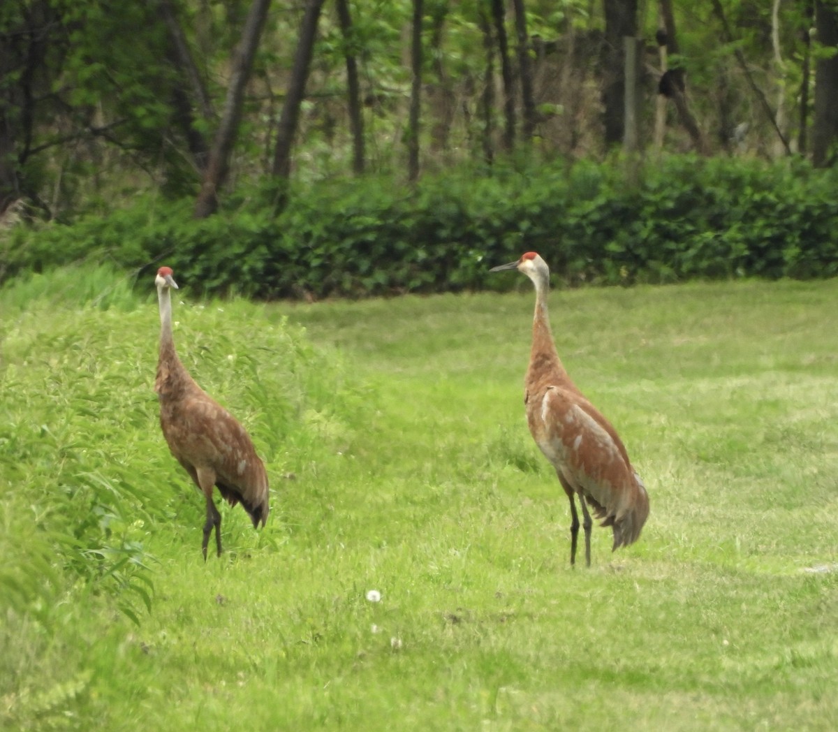 Sandhill Crane - ML618848629