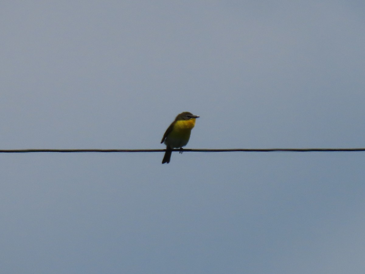 Yellow-breasted Chat - ML618848637